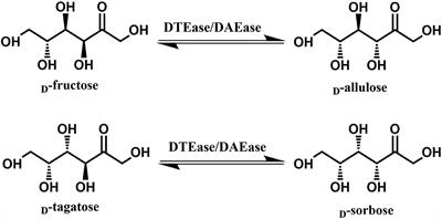 Biocatalytic Synthesis of D-Allulose Using Novel D-Tagatose 3-Epimerase From Christensenella minuta